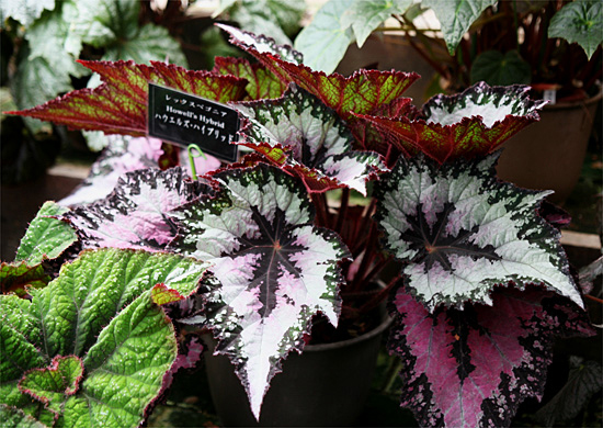 B. ‘Howell's Hybrid’